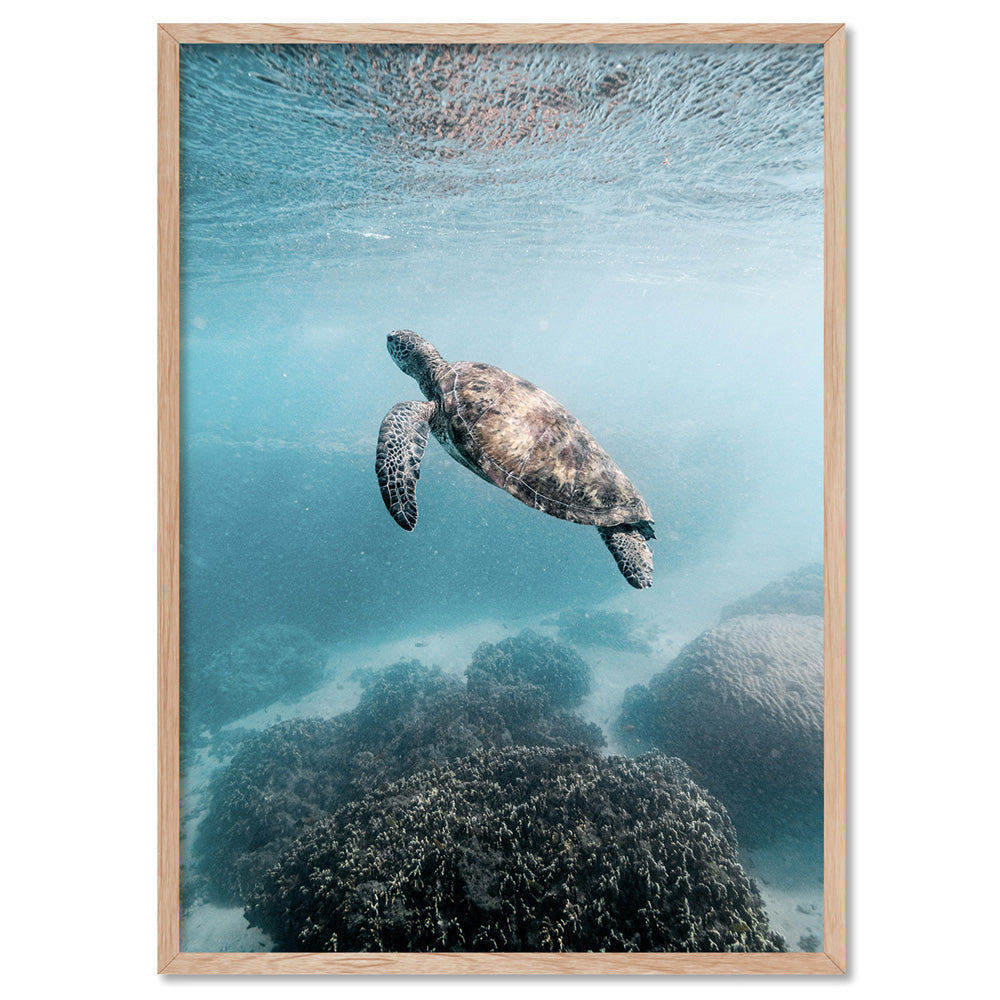 Turtle at Exmouth - Art Print by Beau Micheli, Poster, Stretched Canvas, or Framed Wall Art Print, shown in a natural timber frame