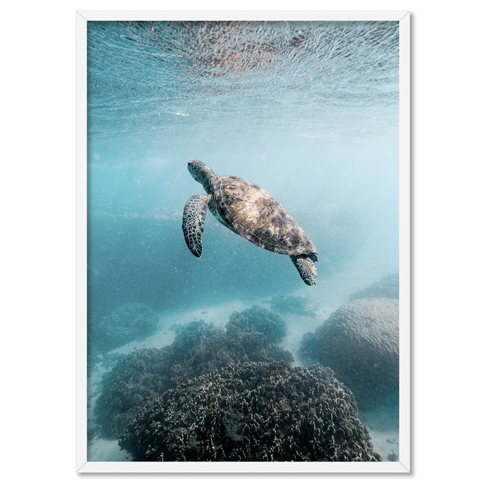 Turtle at Exmouth - Art Print by Beau Micheli, Poster, Stretched Canvas, or Framed Wall Art Print, shown in a white frame