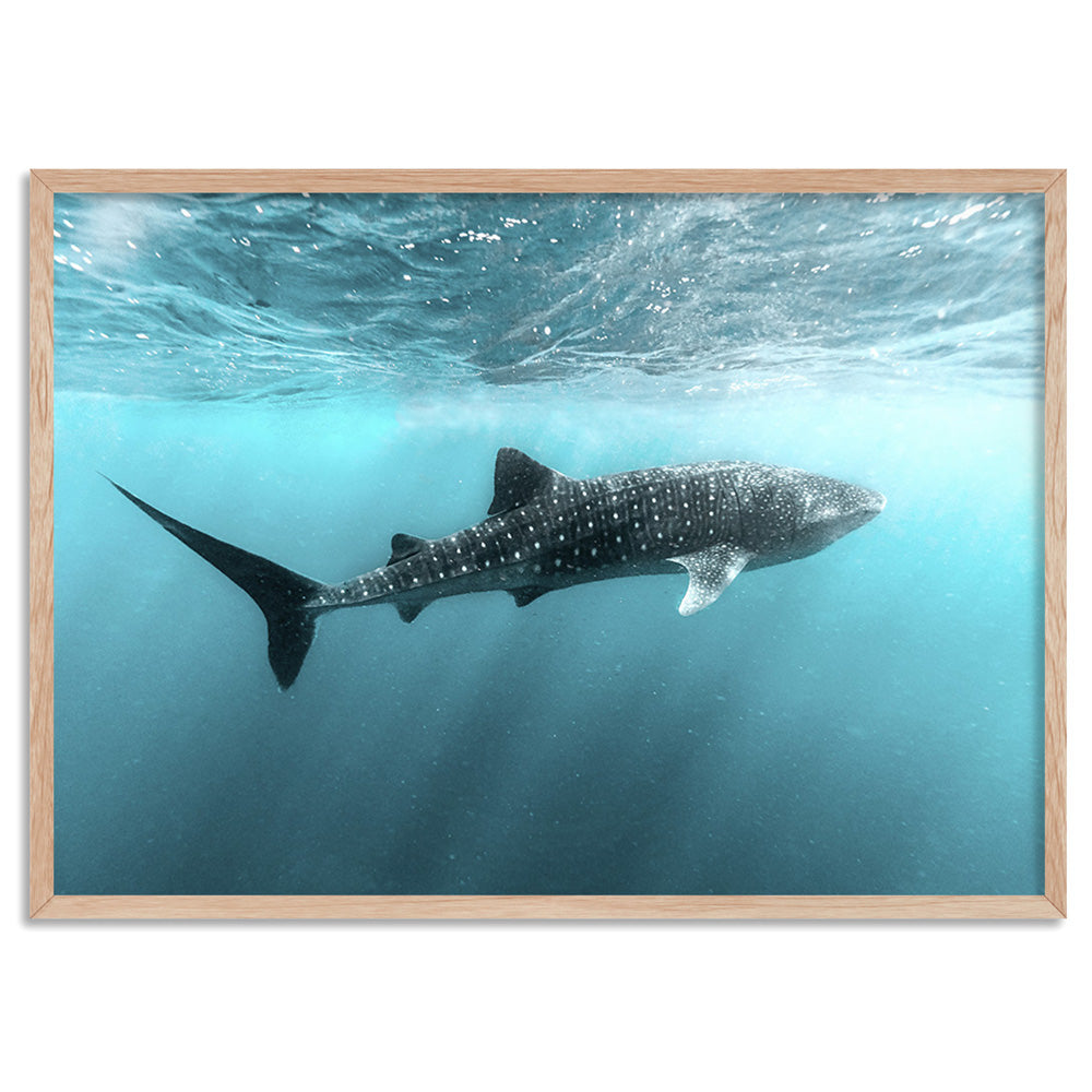 Whale Shark at Exmouth - Art Print by Beau Micheli, Poster, Stretched Canvas, or Framed Wall Art Print, shown in a natural timber frame
