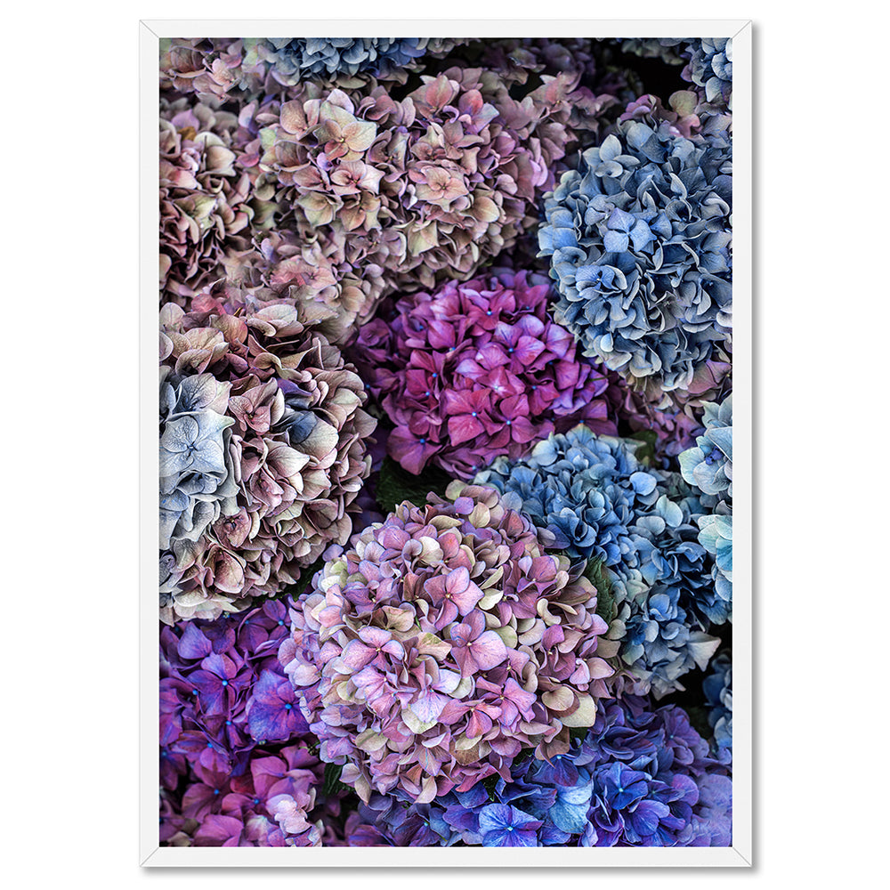 Hydrangea Flowers in Purple Blue Poster. Hydrangea Wall Art – Print and ...