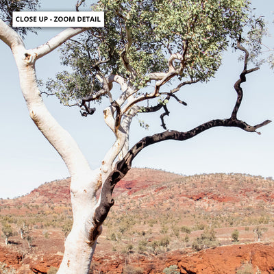 Gumtree Outback View III - Art Print, Poster, Stretched Canvas or Framed Wall Art, Close up View of Print Resolution