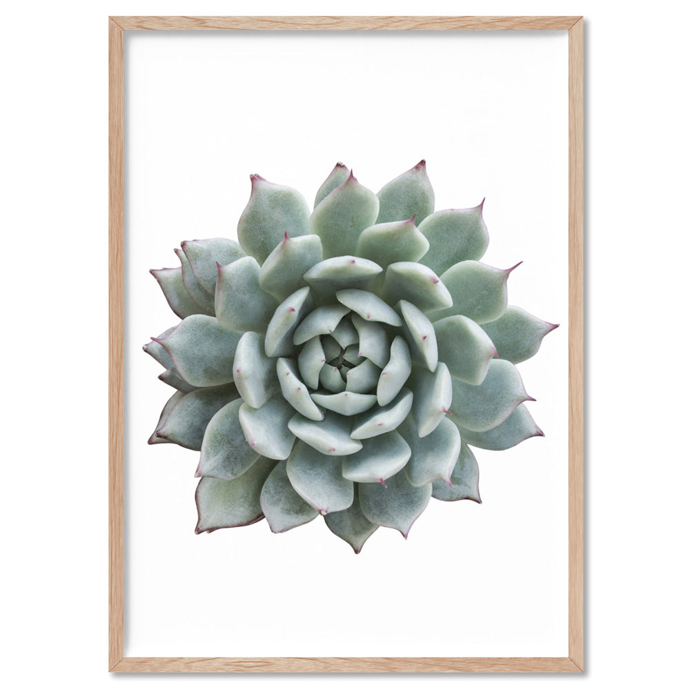 Succulent I - Art Print, Poster, Stretched Canvas, or Framed Wall Art Print, shown in a natural timber frame